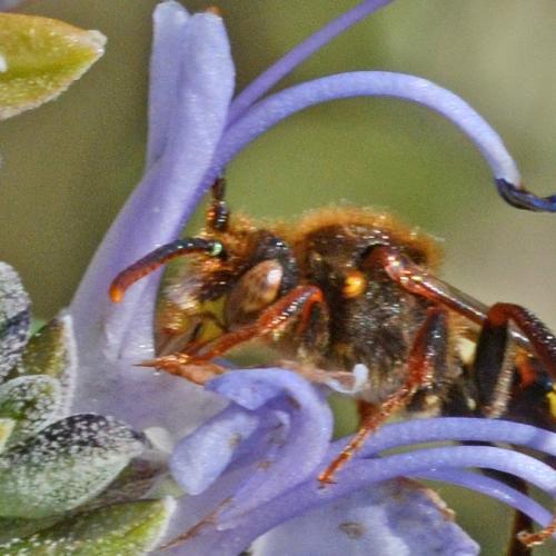 Nomada signata